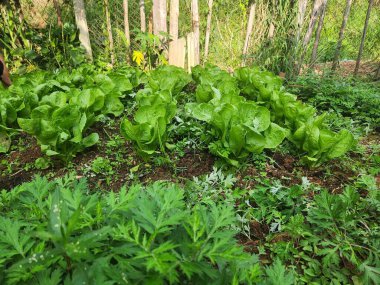 Arka bahçede yetiştirilmiş ev yapımı organik sebze bahçesi.