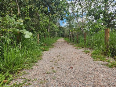 Gölün yakınındaki bir parkta taş patika.