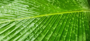 Arkaplanda yeşil yaprak görünüyor.