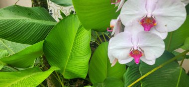 Arkaplanda yeşil yaprak görünüyor.