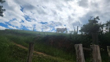 Brezilya kırsalında bir çiftlikte sığır yetiştiriciliği