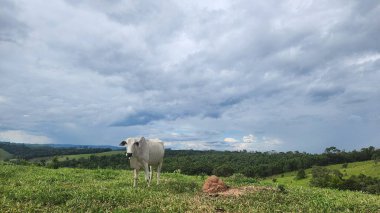 Brezilya 'da sığır çiftliği, dağ manzaralı otlak imgesi.