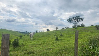 Brezilya 'da sığır çiftliği, dağ manzaralı otlak imgesi.