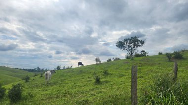 Brezilya 'da sığır çiftliği, dağ manzaralı otlak imgesi.