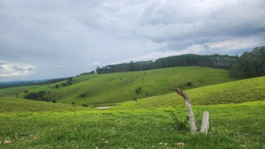 Brezilya 'da güneşli bir günde toprak yolda okaliptüs çiftliği.