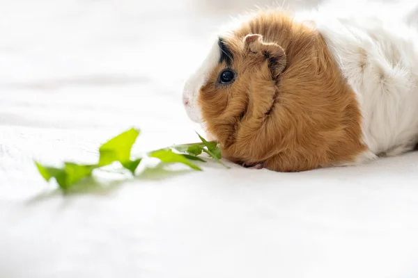 Cavia Eet Een Paardebloem Blad Natuurlijk Voeder Voor Gezelschapsdieren — Stockfoto