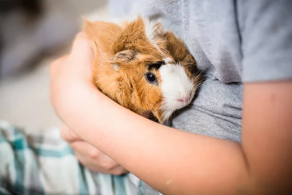 Meerschweinchen Kinderhänden Haustierschnauze Großaufnahme Kind Hält Zahme Nagetiere Den Armen — Stockfoto