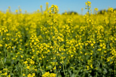 bee fffffffffffffffffffff flkVLVlkJV CWLNl; ankvkEVKevd