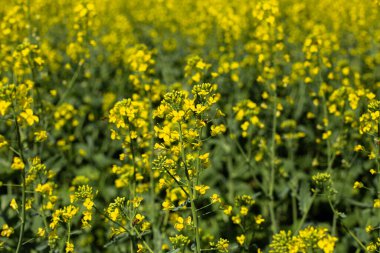 bee fffffffffffffffffffff flkVLVlkJV CWLNl; ankvkEVKevd