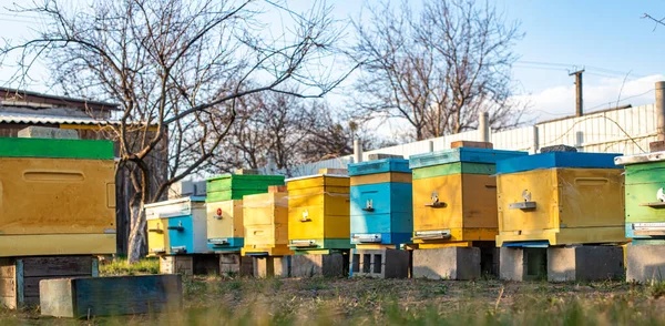 Colorful wooden and plastic hives against blue sky in summer. Apiary standing in yard on grass. Cold weather and bee sitting in hive.