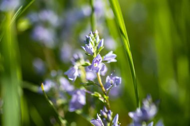 Veronica Austriaca yazın çayırda mor küçük çiçekler. Yeşil çimlerin arka planında çiçek açıyor. İlaç bitkileri topluyorum. Homeopatik ilaçlar için gerekenler.