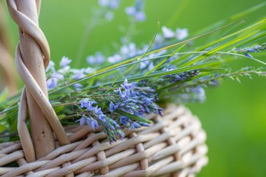 Veronica Austriaca yazın çayırda mor küçük çiçekler. Hasır sepetin içinde, şifalı bitkilerin toplandığı yerde. İlaç ve homeopati için kullanılan bitki..