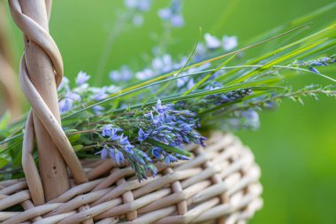 Veronica austriaca purple small flowers in meadow in summer. In wicker basket at collection point of medicinal herbs. plant used in medicine and homeopathy. clipart