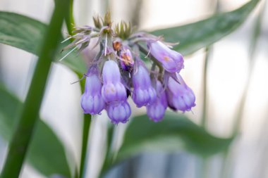 Symphytum officinale, diğer Symphytum türleri, yaygın kuş ve geleneksel olmayan tıbbi bitkilerde kullanılan kaygan kök mor çiçekler. Çevre dostu bölgede çiçek açıyor..