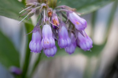 Symphytum officinale, comfrey, Quaker comfrey, ekilmiş comfrey, boneset, örgü kemiği, consound ve kaygan kök.