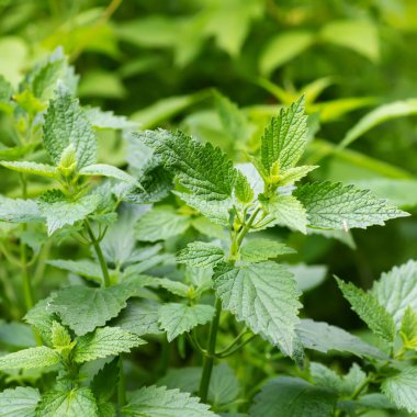 Lamium albümü, beyaz ısırgan otu ya da beyaz, ölü, yeşil çimenler çiçek açmadan önce çıkar. İlkbaharda ormanda şifalı otlar.