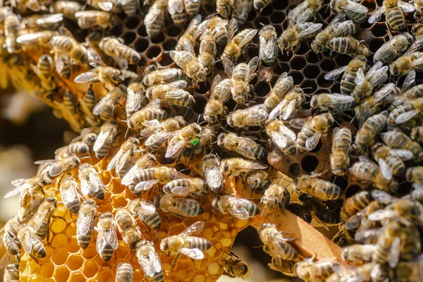 春の養蜂コンセプトにおけるミツバチの家族の検査 ソフトフォーカス — ストック写真