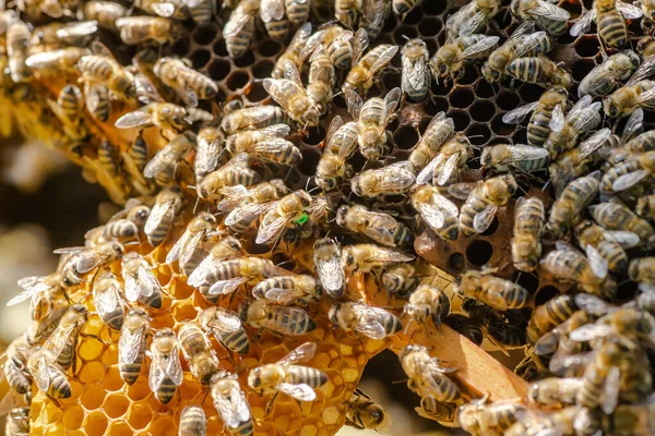 Inspección Las Familias Abejas Colmenar Concepto Apicultura Primavera Enfoque Suave —  Fotos de Stock