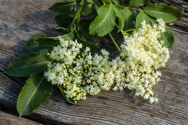 Sambucus Starší Bezinky Květiny Černé Dřevěném Pozadí Zavřít — Stock fotografie