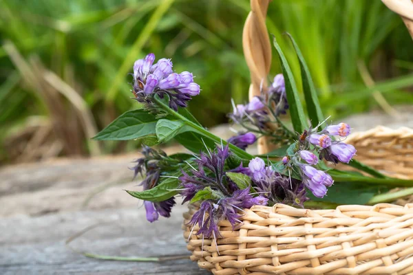 Symphytum officinale, diğer Symphytum türleri, gerçek kuş sepetinde tıbbi bitkilerin toplandığı yerde. İlaç ve homeopati için kullanılan bitki..