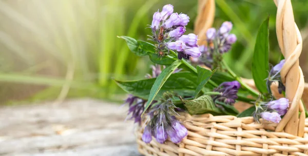 Symphytum officinale, diğer tür Symphytum, comfrey, Quaker comfrey, boneset, örgü kemiği, consound, ve kaygan kök -------------