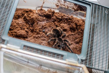 Teraryumdaki tarantula. Brachypelma albopilosum evde.