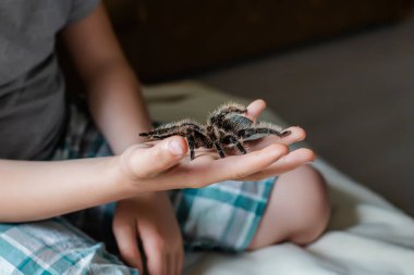 Çocuğun kolunda büyük bir tarantula var. Korkunç örümcek bir çocuğun üzerinde sürünüyor..