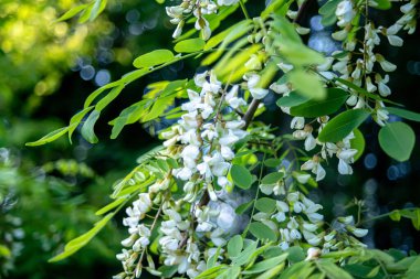 Beyaz çiçek ağacı akasyası. Çiçek açan akasya kümeleri. Ballı bahar bitkisi. Kara çekirge dalları, Robinia psödoacia, sahte akasya. Yaklaş, makro. Yumuşak odak.
