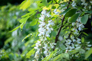 Beyaz çiçek ağacı akasyası. Çiçek açan akasya kümeleri. Ballı bahar bitkisi. Kara çekirge dalları, Robinia psödoacia, sahte akasya. Yaklaş, makro. Yumuşak odak.