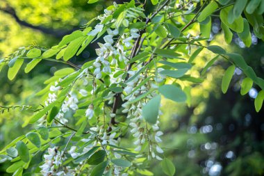 Beyaz çiçek ağacı akasyası. Çiçek açan akasya kümeleri. Ballı bahar bitkisi. Kara çekirge dalları, Robinia psödoacia, sahte akasya. Yaklaş, makro. Yumuşak odak.
