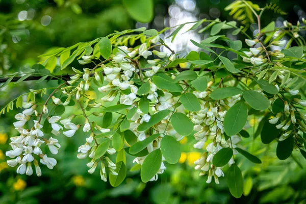 Vita Blommor Träd Akacia Blooming Kluster Akacia Honungs Vårväxt Filialer — Stockfoto