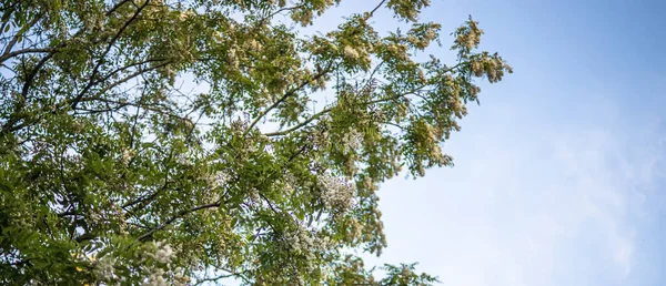 Branches White Flowers Tree Acacia Blue Sky Blooming Clusters Acacia — Stock Photo, Image