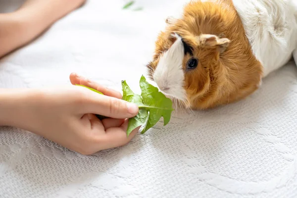 Junge Füttert Meerschweinchen Aus Der Hand Das Tier Frisst Von — Stockfoto