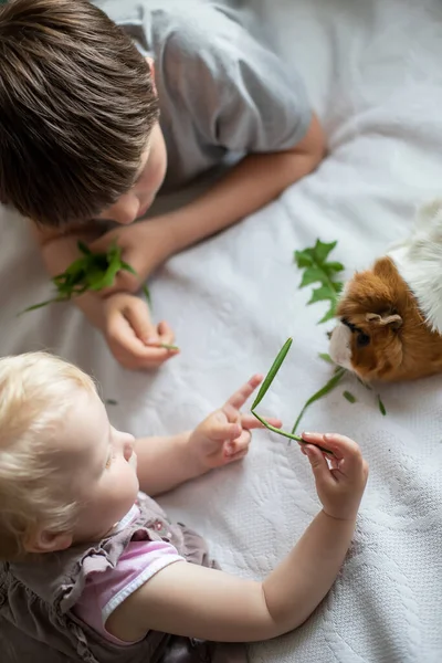 boy feeds guinea pig out of hands. manual animal eats from human hands. child takes care and plays with pet