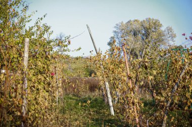 Buzlu şarap. En tatlı şarap, ilk dondan sonra koparılmış üzümlerden gelir. İlk soğuk havanın ardından sonbaharda üzüm bahçesinde sonbahar yaprakları. Hasat edilen konsept