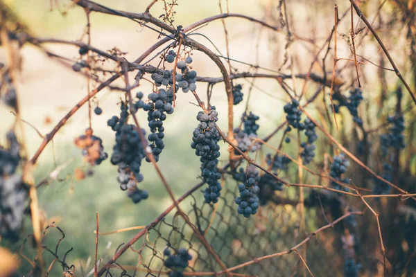 Ice Wine Sweetest Wine Grapes Shredded Grapevine First Frost Withered — Fotografia de Stock