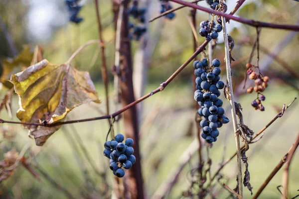 Ледяное Сладчайшее Вино Винограда Измельченного Grapevine После Первого Мороза Засохшие — стоковое фото