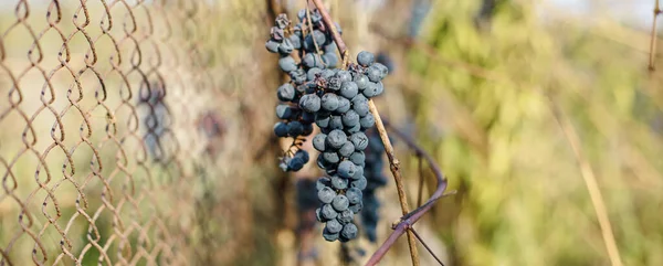 Ледяное Сладчайшее Вино Винограда Измельченного Grapevine После Первого Мороза Засохшие — стоковое фото
