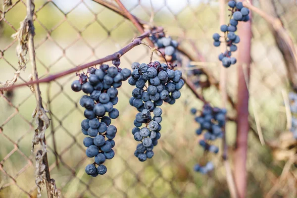 Ледяное Сладчайшее Вино Винограда Измельченного Grapevine После Первого Мороза Засохшие — стоковое фото