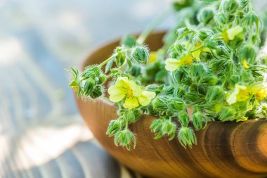 gümüş cinquefoil, gümüşi cinquefoil, veya tıpta iltihap önleyici, hemostatik, astringent, restoratif ve bakteriyel özellikler olarak kullanılan gümüş yapraklı sinkuefoil bitkisi