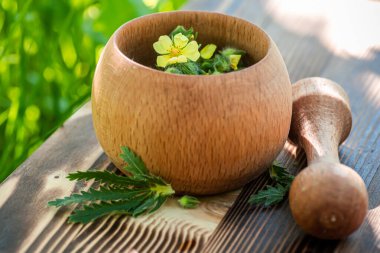 Sarı şifalı bitki Potentilla argentea, beyaz sinkuefoil, gümüş cinquefoil, gümüşi cinquefoil, ya da gümüş yapraklı cinquefoil olarak bilinir. Yaklaş, Macro, Seçici Odaklanma.