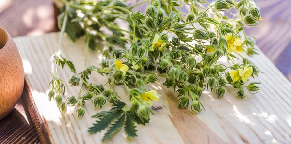 Potentilla Argentea Bekannt Als Rauhe Fingerkuppe Silberne Fingerkuppe Auf Einem — Stockfoto