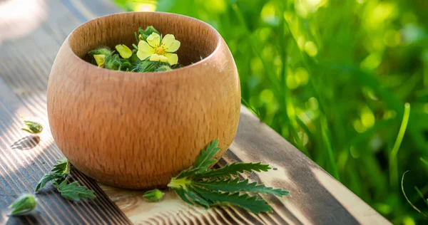 Gelbe Blüte Der Heilpflanze Potentilla Argentea Bekannt Als Fingerkraut Silberfingerkraut — Stockfoto