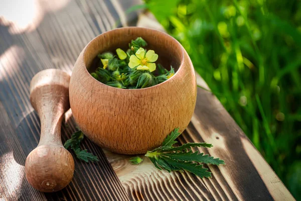 Gelbe Blüte Der Heilpflanze Potentilla Argentea Bekannt Als Fingerkraut Silberfingerkraut — Stockfoto