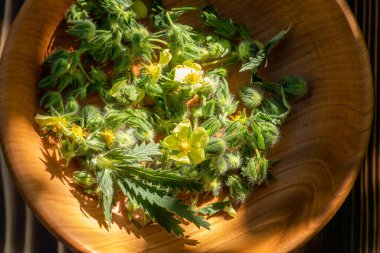gümüş cinquefoil, gümüşi cinquefoil, veya tıpta iltihap önleyici, hemostatik, astringent, restoratif ve bakteriyel özellikler olarak kullanılan gümüş yapraklı sinkuefoil bitkisi