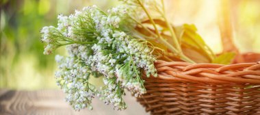 Çiçek mevsiminin sonunda Valerian çiçekleri. Şifalı bitkilerden solmuş çiçekler. Makro. Kapatın. Seçici odak