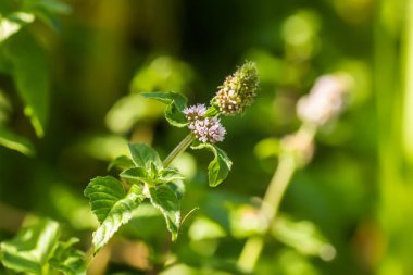 Mentha aquatica, nane şekeri, Mentha hirsuta suyun yanında açan mor Huds çiçekleri. Ukrayna ve Avrupa 'nın bal bitkileri.