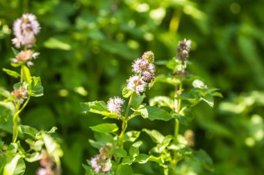 Mentha aquatica, nane şekeri, Mentha hirsuta suyun yanında açan mor Huds çiçekleri. Bal arısı nektar veya polen toplar