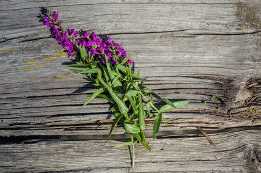 Lythrum salicaria, ya da mor gevşeme, eski ahşap bir masa üzerinde dikenli gevşeme ve mor lythrum. İlaç üretimi için toplanmış..