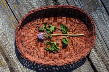 Mentha aquatica, nane şekeri, Mentha hirsuta güneşli bir günde sepetteki mor Huds çiçekleri. Yabani çiçekler kapanıyor. Ukrayna ve Avrupa 'nın bal bitkileri.